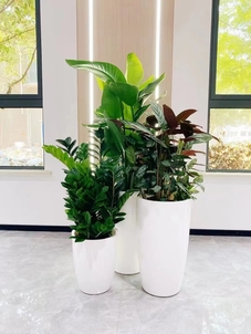 专业花木出租，慈溪打造别样缤纷景致